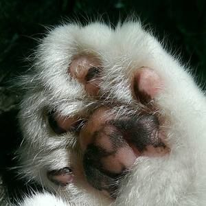 Meet your Posher, Eve